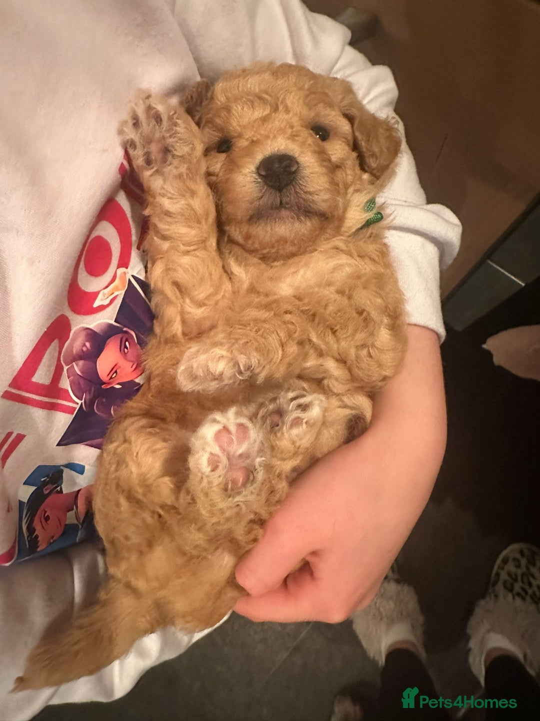 Maltipoo dogs for sale: Stunning Toy Maltipoo pups ❤️ ready on Wednesday! - Advert 13