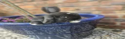 Mini Lop rabbits for sale: Mini lop babies for sale  - Advert 2