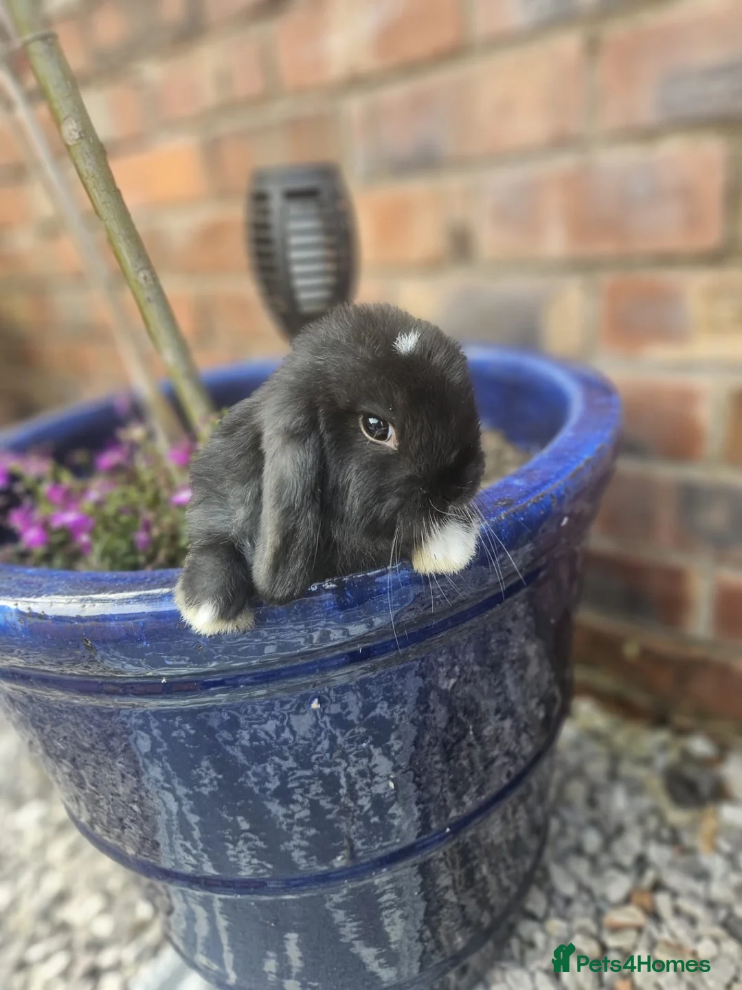 Mini Lop rabbits for sale: Mini lop babies for sale  - Advert 2