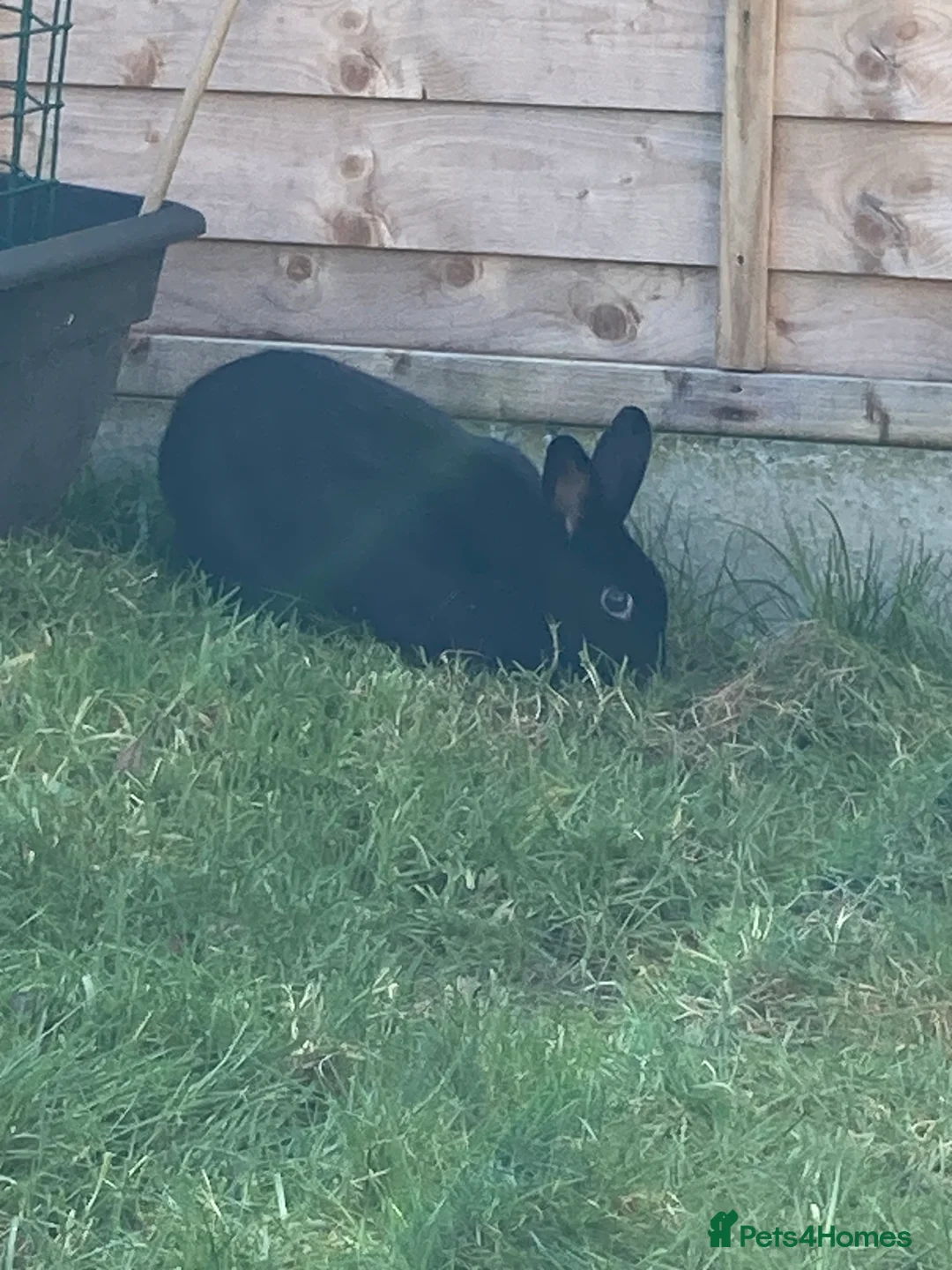 Havana rabbits for sale: Havana mixed breed rabbit - Advert 4
