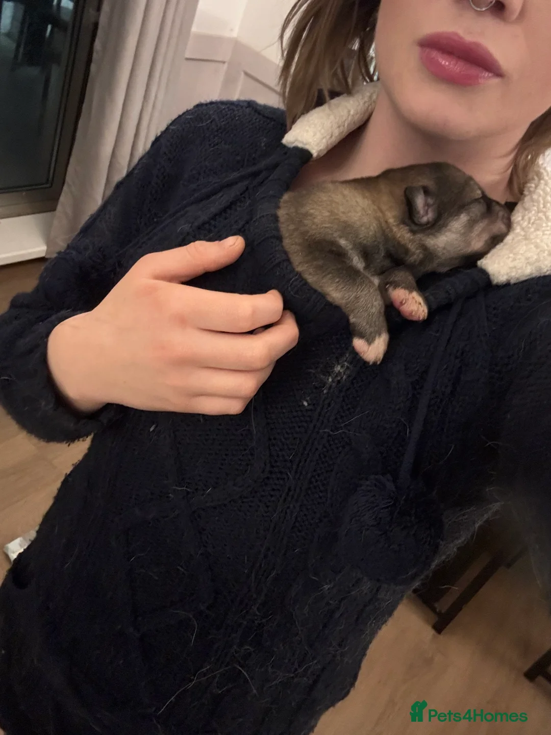 Shepsky dogs for sale: 9 shepsky puppies available 31.01 - Advert 5