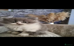 British Longhair cats for stud: British Longhair  in Holywell - Image 9