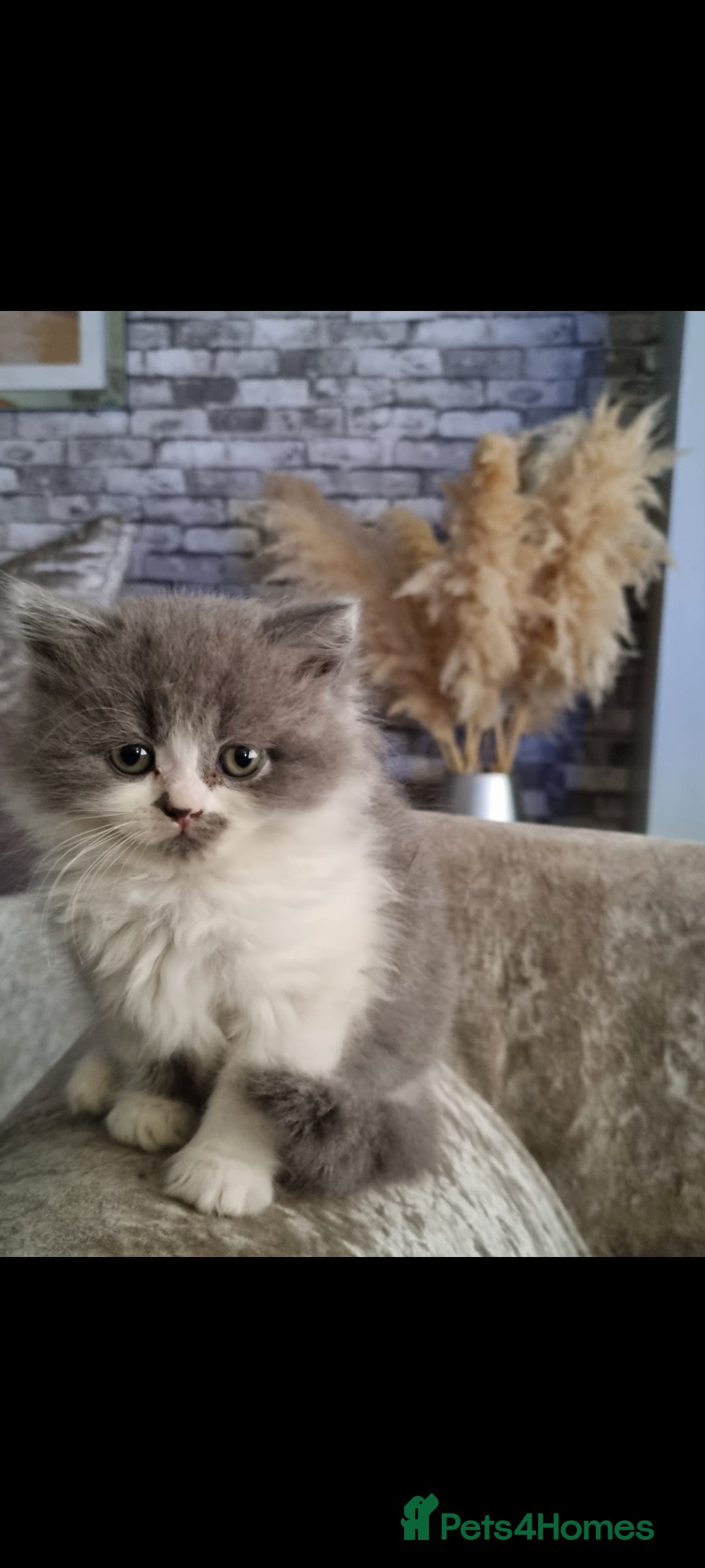 British Longhair cats for stud: British Longhair  in Holywell - Image 9