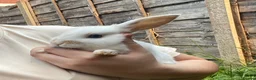 New Zealand rabbits for sale: 5 New Zealand bunny rabbits  in Dukinfield - Advert 4
