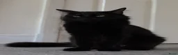 Turkish Angora cats for sale: Turkish Angora Mix Kittens - Advert 39