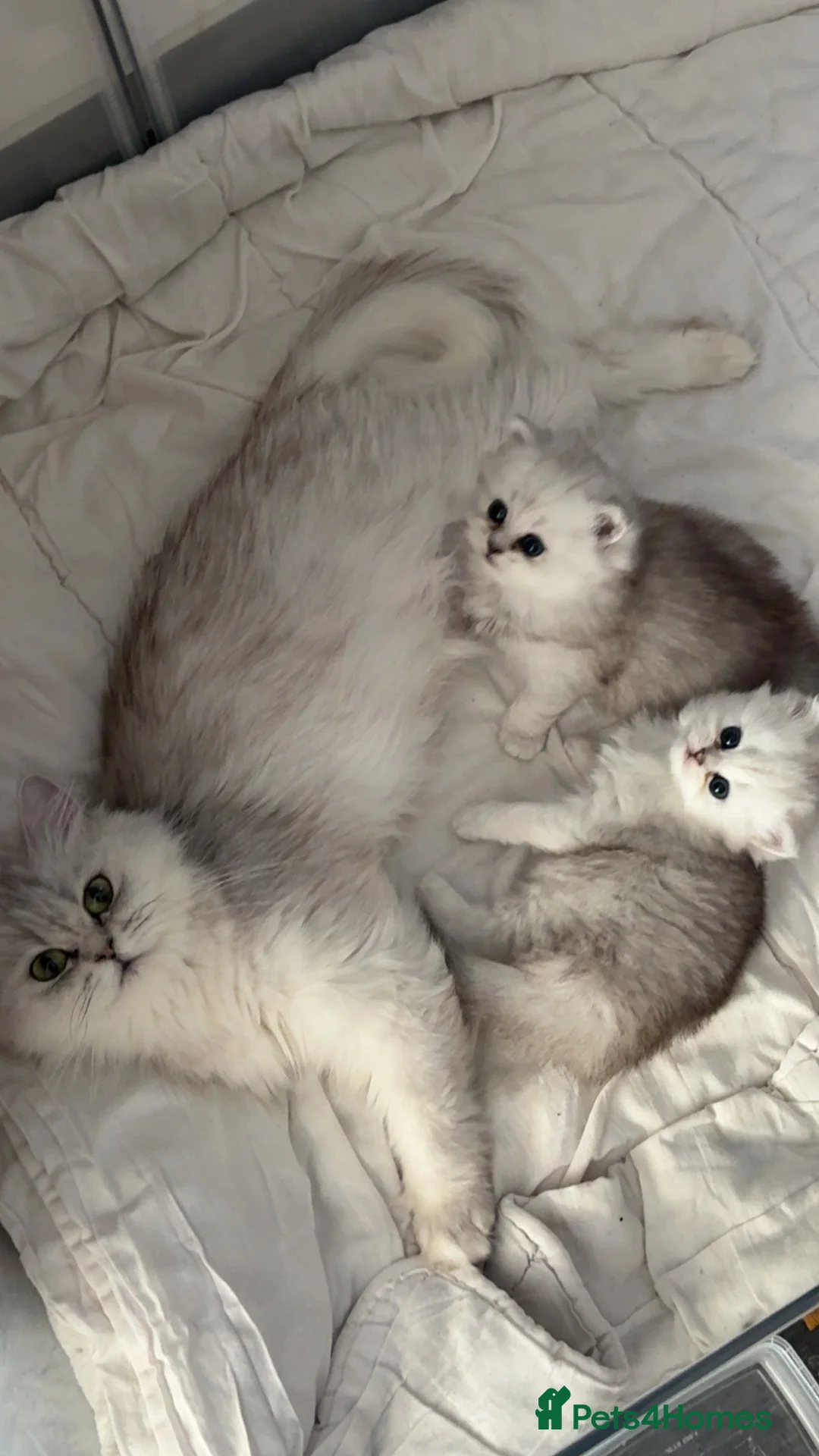 Persian cats for sale: Persian chinchilla kittens  - Advert 2