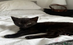 Mixed Breed cats for sale: Two beautiful male kittens  - Image 8