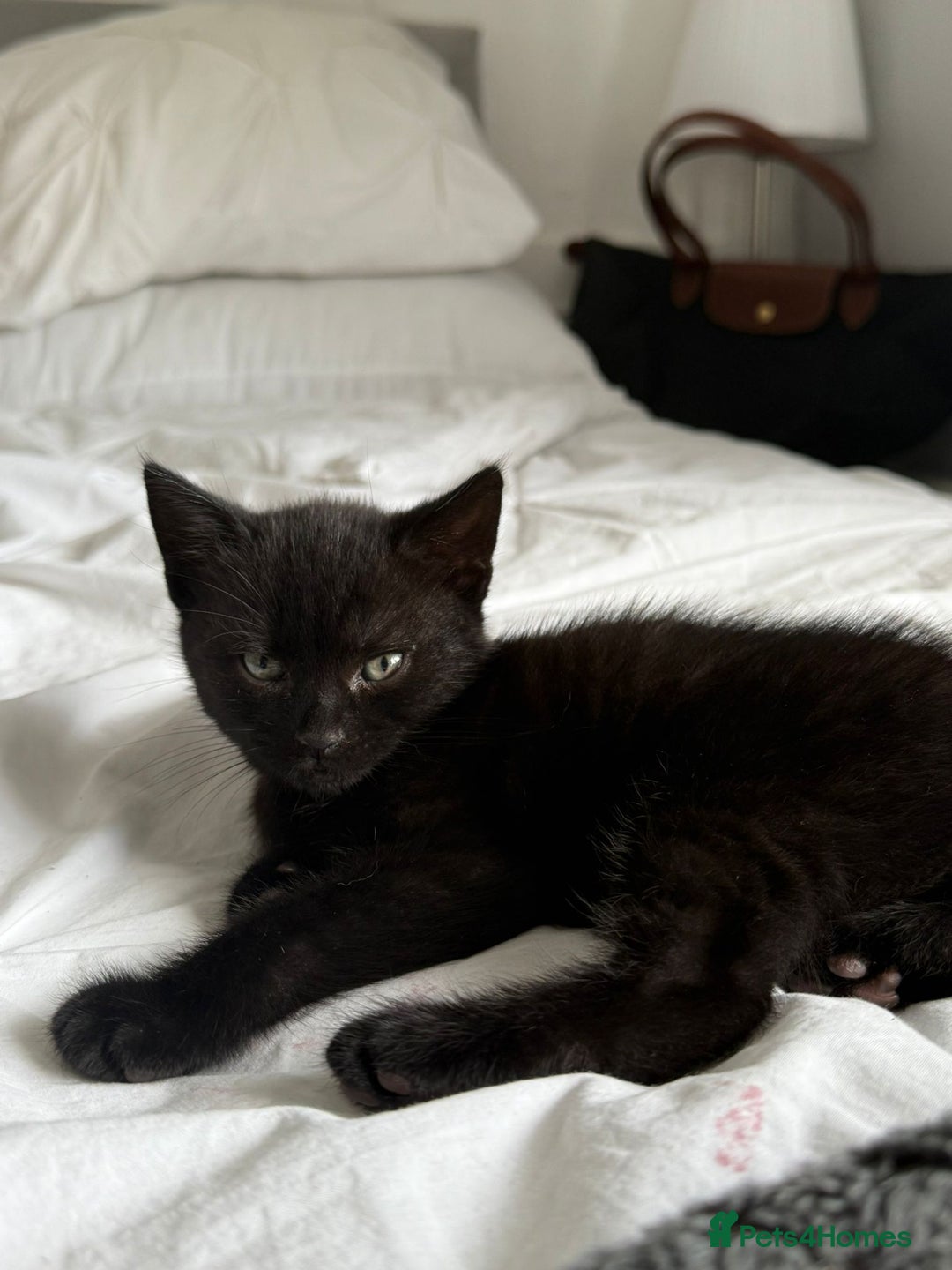 Mixed Breed cats for sale: Two beautiful male kittens  - Image 8