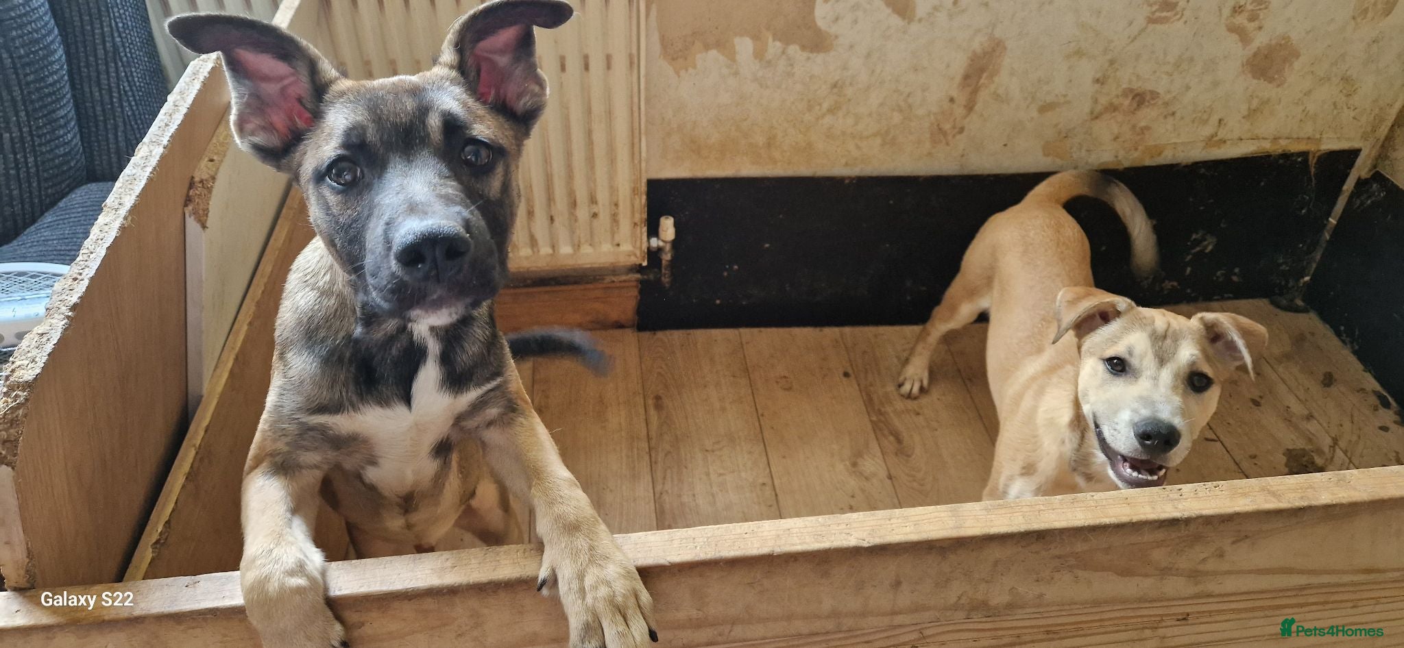 Mixed Breed dogs 2 beautiful happy boys need a new adventure - Advert 13