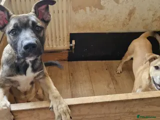Mixed Breed dogs 2 beautiful happy boys need a new adventure - Advert 1