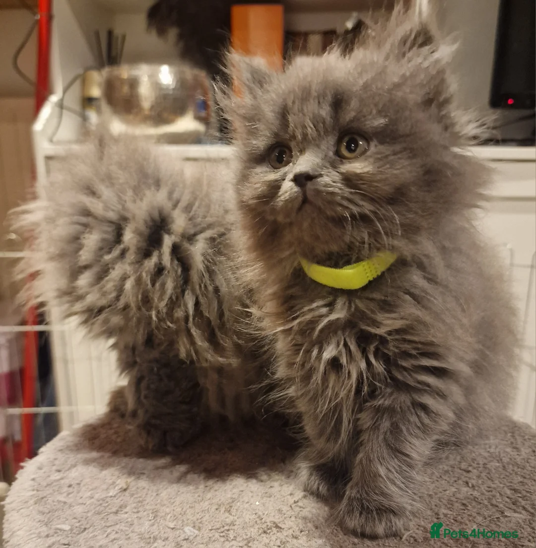 British Longhair cats for sale:  Gorgeous British Blue longhair kittens - Advert 5