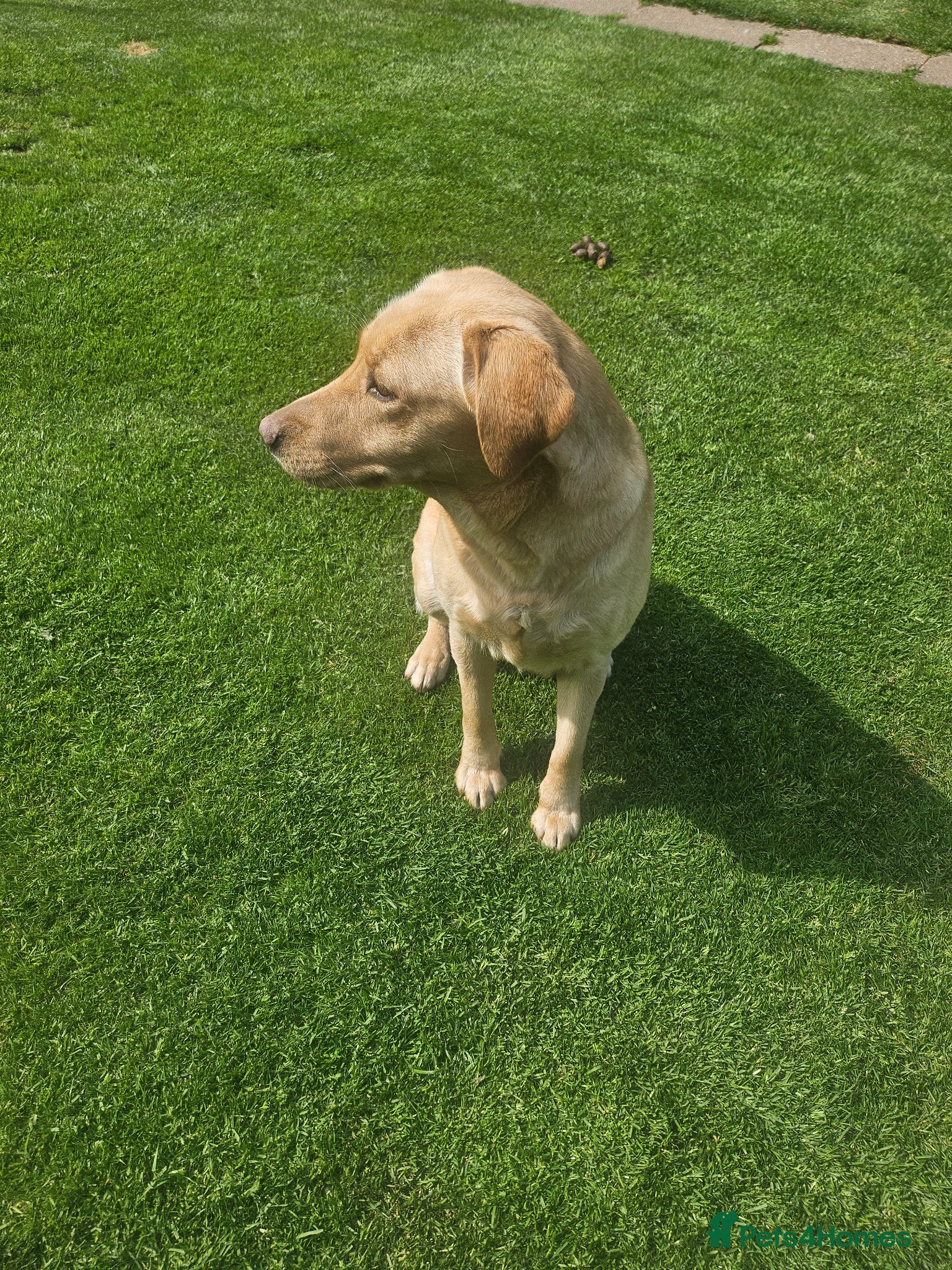 Labrador Retriever dogs Gorgeous baby Labradors  - Advert 2