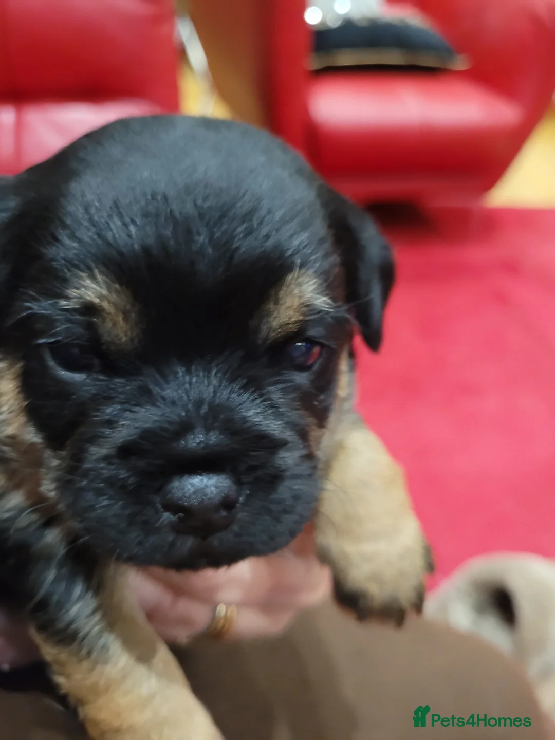 Border Terrier dogs for sale: Beautiful Black/Tan Bitch looking for loving home in Swadlincote - Advert 2