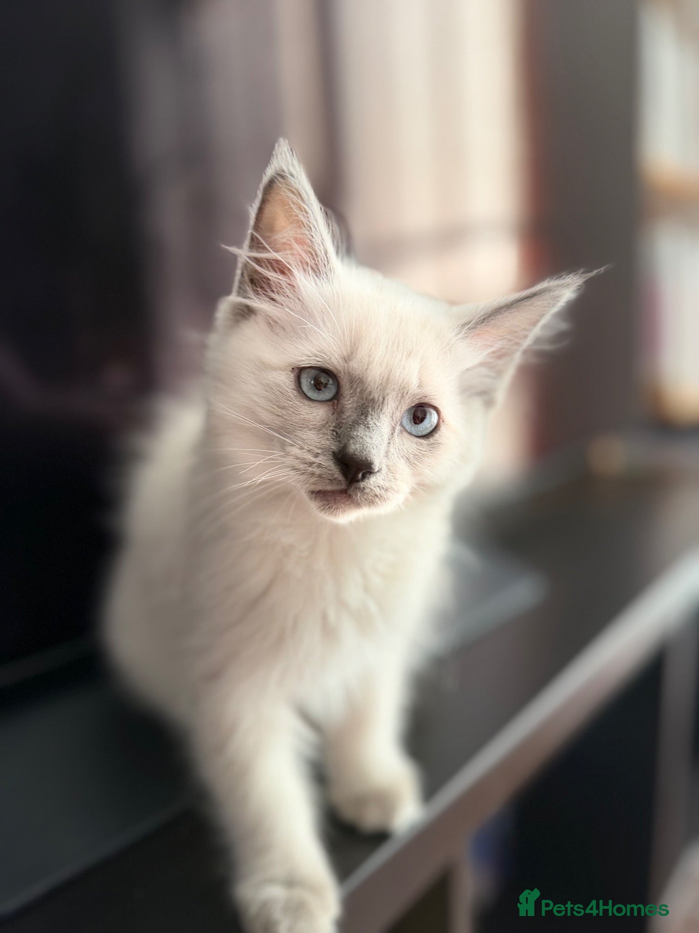 Ragdoll cats Pedigree Pure Ragdoll babies  - Advert 1
