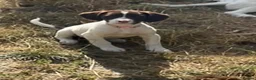 Sprollie dogs for sale: Gorgeous Sprollie puppies - Advert 5
