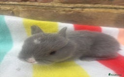 Netherland Dwarf rabbits for sale: Sweet Netherland Dwarf bunnies  - Advert 6