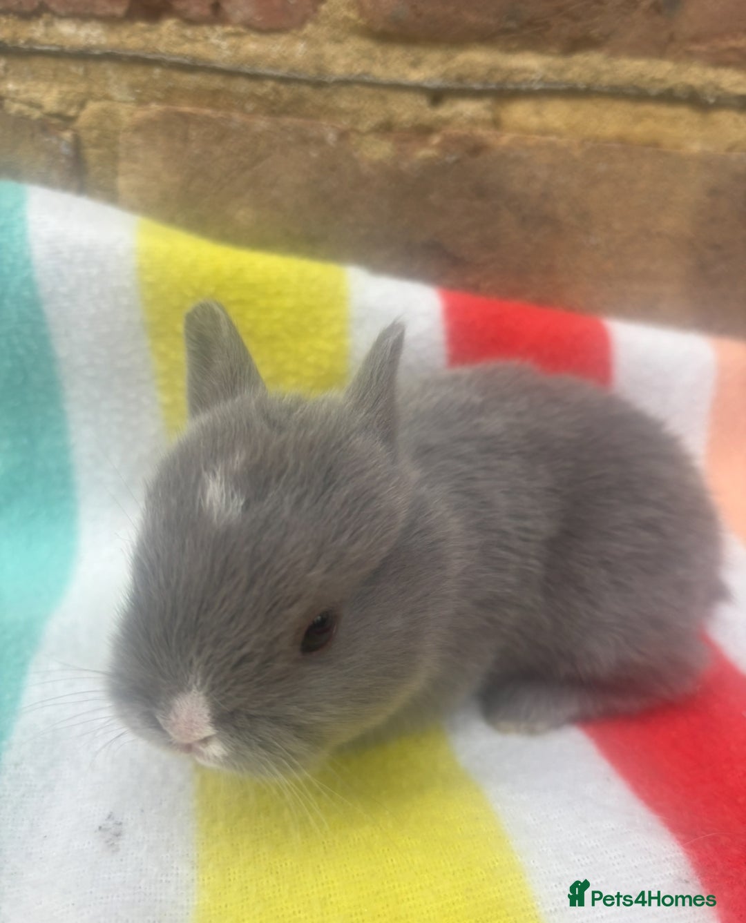 Netherland Dwarf rabbits for sale: Sweet Netherland Dwarf bunnies  - Advert 6