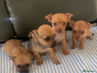 Mixed Breed dogs - Advert 14
