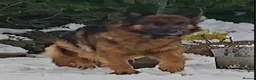 German Shepherd dogs for sale: KC, parents health Tested German shepherd Puppies  - Advert 15
