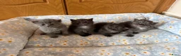 Persian cats for sale: Persian x British shorthair  - Advert 3