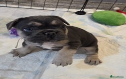 French Bulldog dogs for sale: 3x beautiful girl french bulldog puppies  - Advert 25