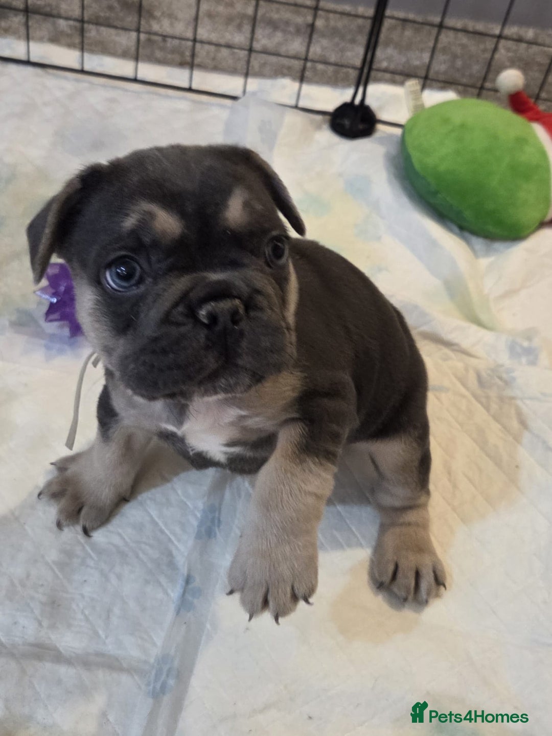 French Bulldog dogs for sale: 3x beautiful girl french bulldog puppies  - Advert 25