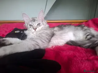 Maine Coon cats Tica Registered Maine Coon Kittens - Advert 4