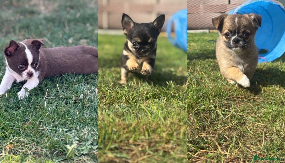 Chihuahua dogs Apple Head Chihuahua Puppies ready to leave  - Advert 1