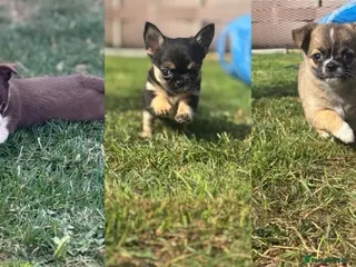 Chihuahua dogs Apple Head Chihuahua Puppies ready to leave - Advert 17