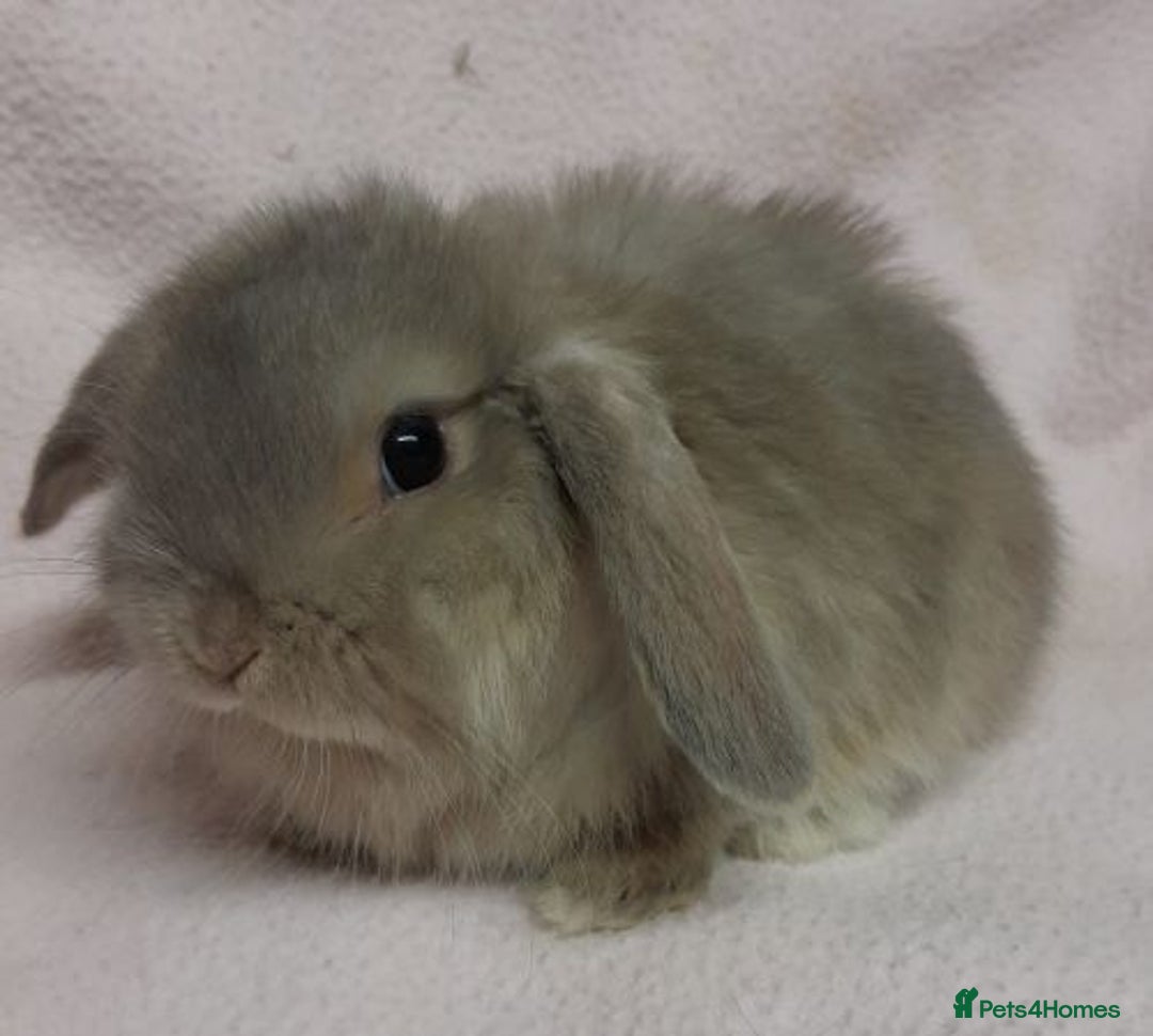 Mini Lop rabbits for sale: Mini Lops- vaccinated with new vaccine in Ashford - Image 6