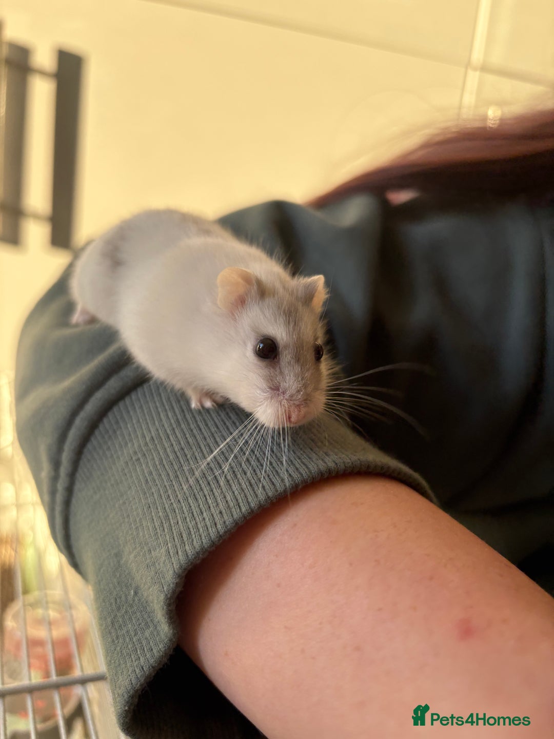 Hamster rodents for sale: Hamster Bean - Advert 1