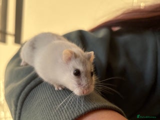 Hamster rodents Hamster Bean - Advert 4