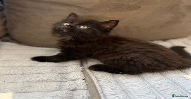 Mixed Breed cats - Advert 12