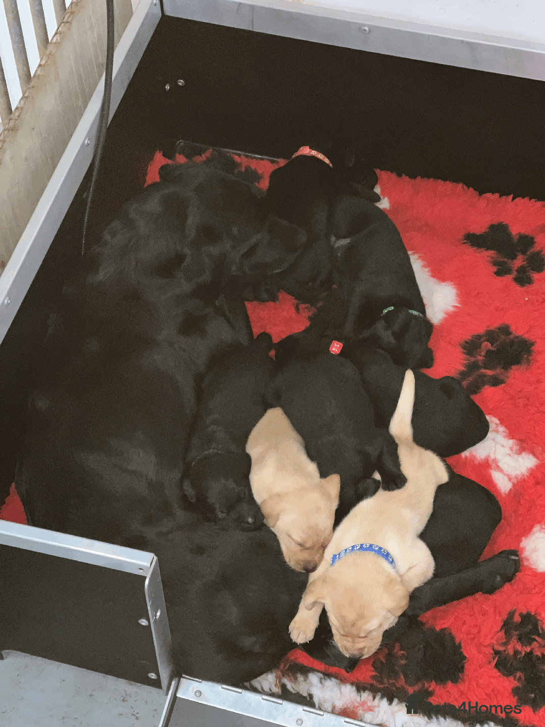 Labrador Retriever dogs for sale: Lovely Labrador Puppies ready next weekend - Image 7