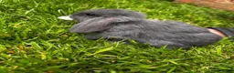 Mini Lop rabbits for sale: 2 Blue Baby Mini Lops - Advert 4