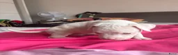American Bully dogs for sale: Stunning American bully puppies for sale  - Advert 18