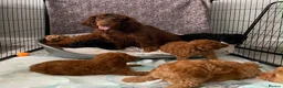 Cockapoo dogs for sale: STUNNING HEALTH CLEAR COCKAPOO PUPPIES  - Advert 2