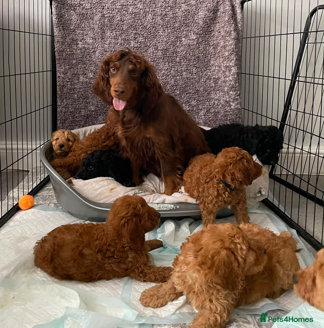 Cockapoo dogs for sale: STUNNING HEALTH CLEAR COCKAPOO PUPPIES  - Advert 2