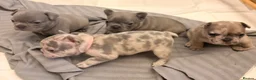 French Bulldog dogs for sale: French Bulldog Puppies - Advert 20