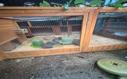 Quail poultry for sale: Quail and complete setup - Advert 5