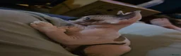 Sphynx cats for sale: Odd eyed pedigree sphynx kitten  Health Guarantee  - Advert 3