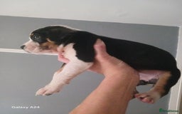 Mixed Breed dogs for sale: Adorable puppies for sale  - Image 5