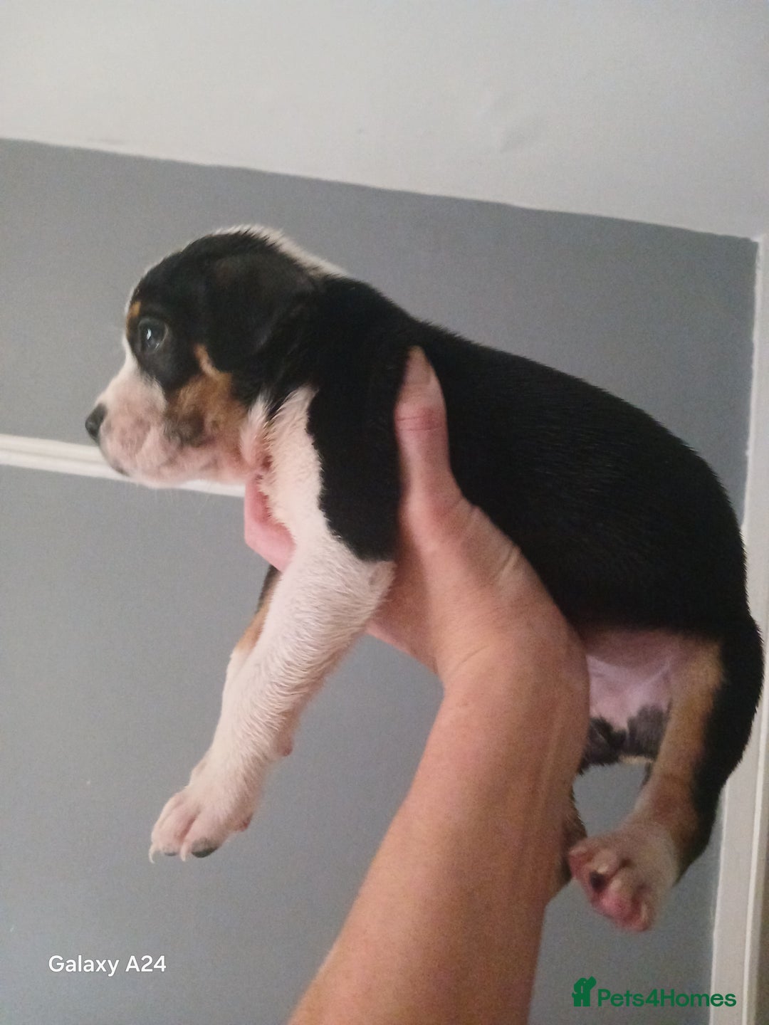 Mixed Breed dogs for sale: Adorable puppies for sale  - Image 5