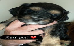 Cavapoo dogs for sale: Beautiful F1 cavapoos phantom 3 girls left 💜💖❤️ - Image 21