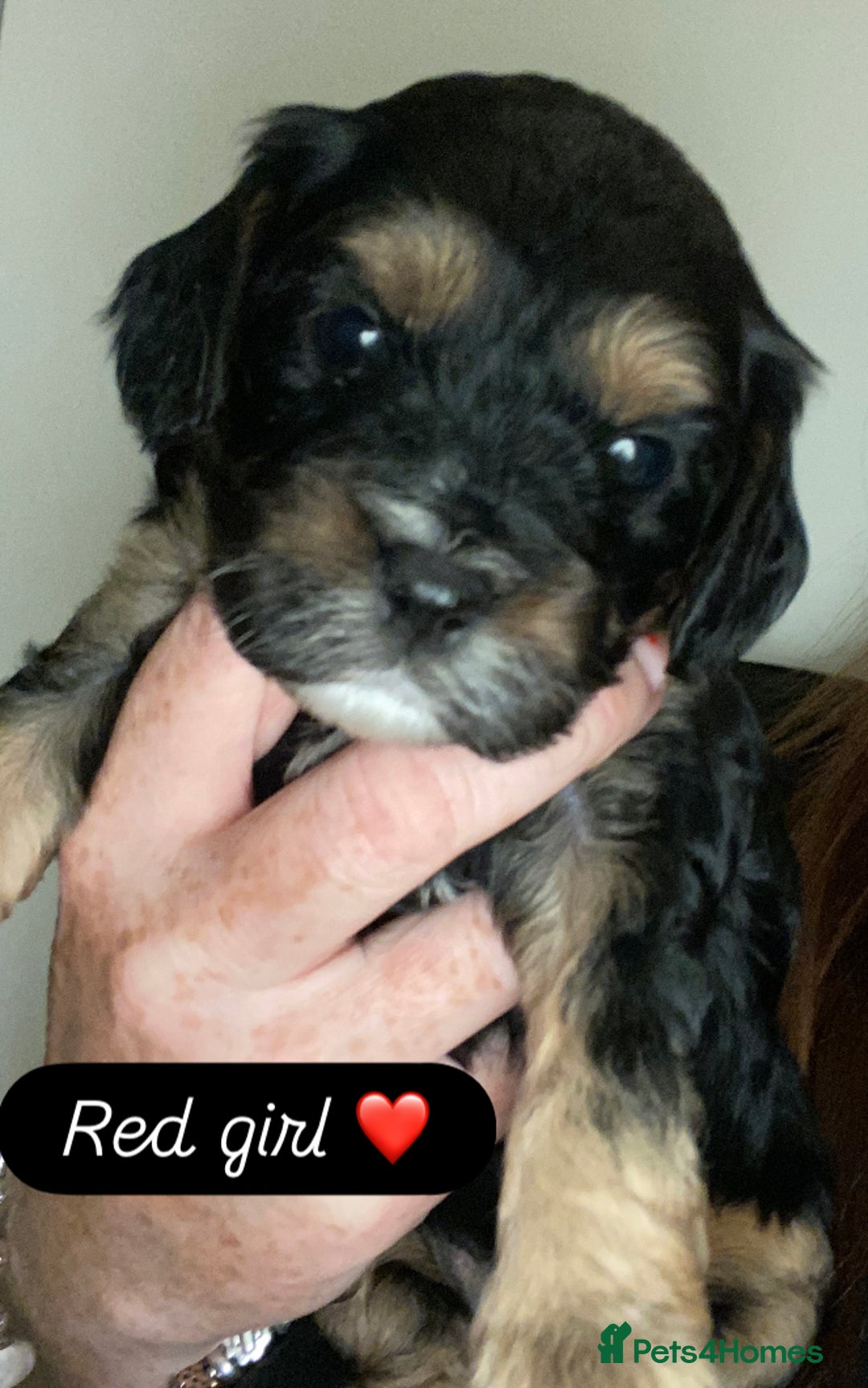 Cavapoo dogs for sale: Beautiful F1 cavapoos phantom 3 girls left 💜💖❤️ - Image 21