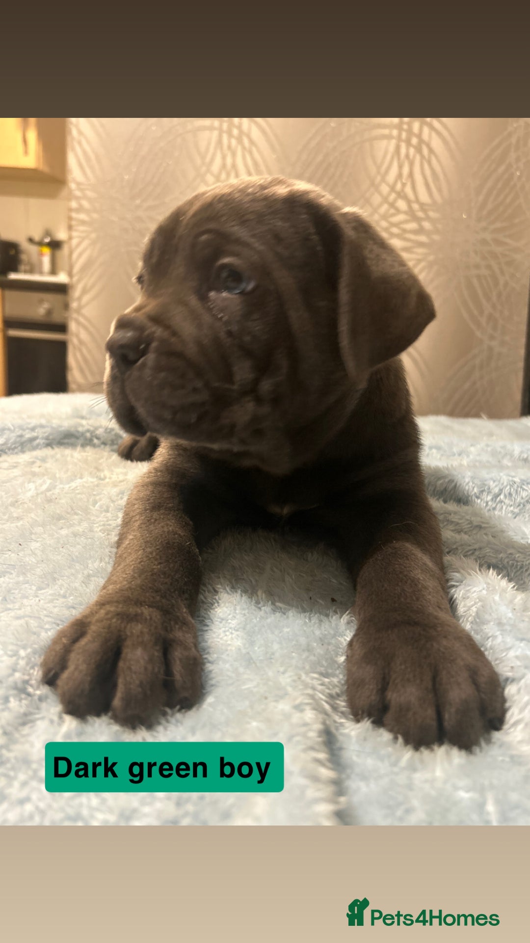 Cane Corso dogs for sale: 🐾 Stunning Cane Corso Puppies Available! 🐾 - Advert 20