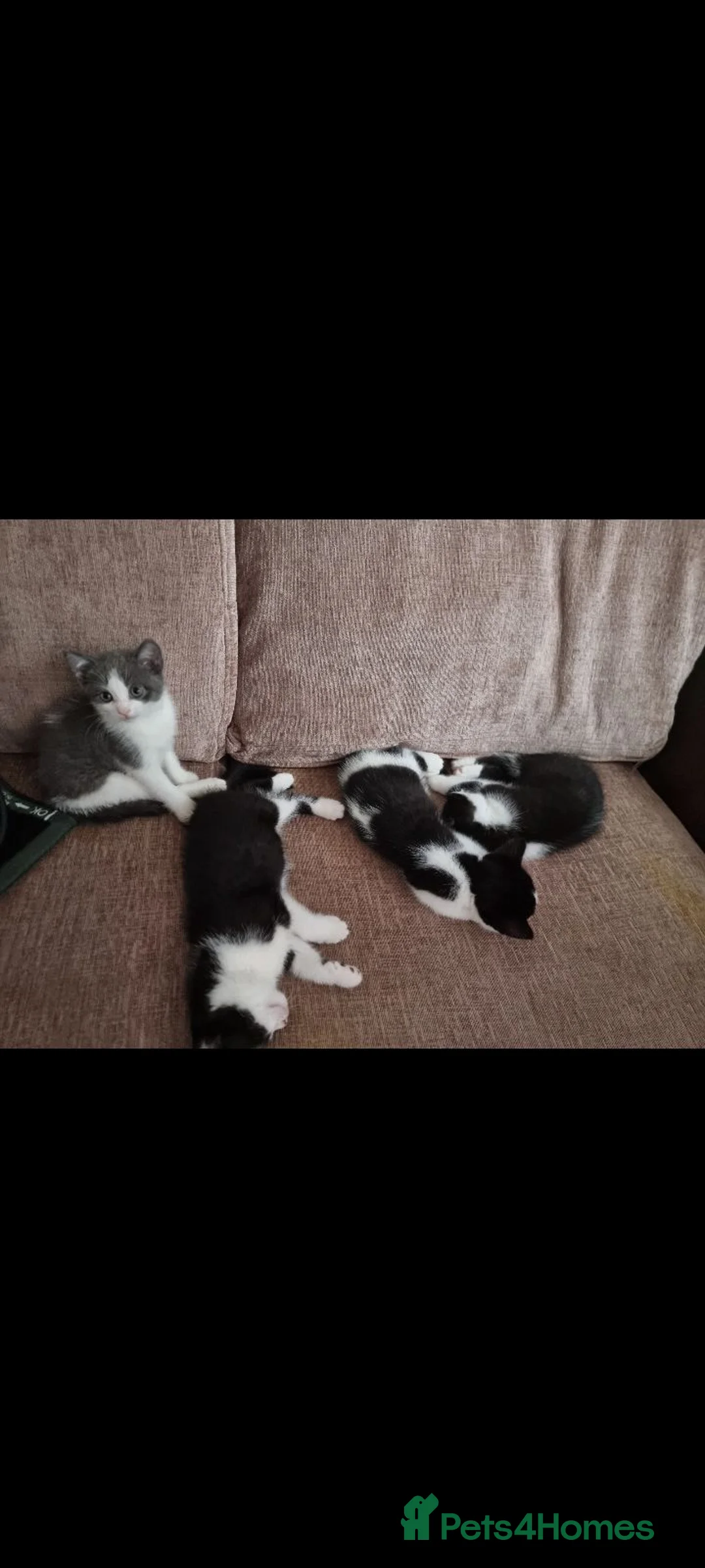 British Shorthair cats for sale: Mixed british short-hair kittens  - Advert 2
