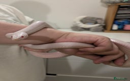 Corn Snake reptiles for sale: 3 beautiful cornsnakes - Image 3