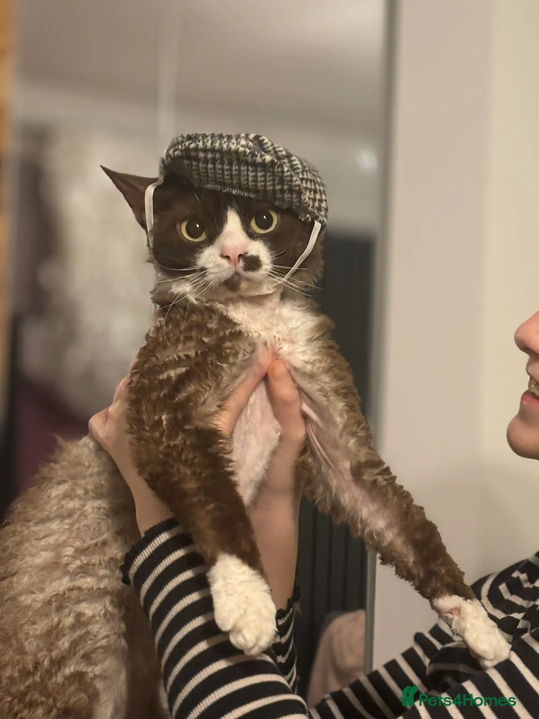 Devon Rex cats for stud: ⭐ CHAMPION, PROVEN, CHOCOLATE DEVON REX, REG'ED in Salisbury - Advert 8