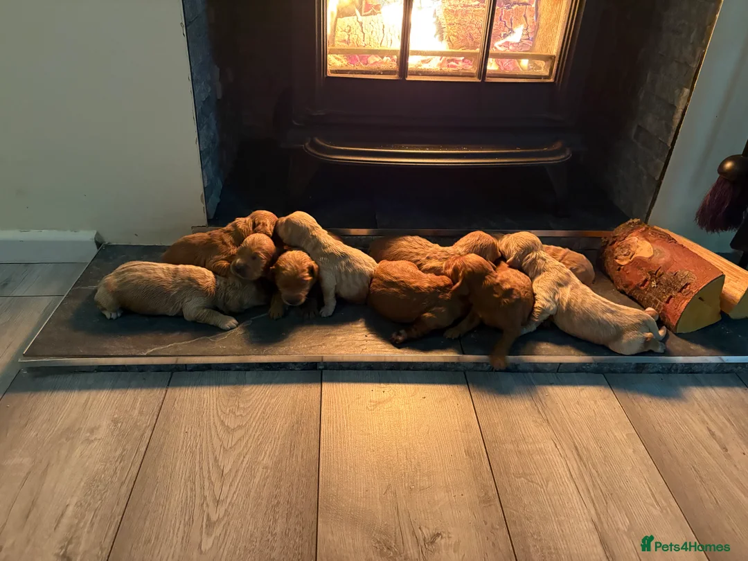 Mini Goldendoodle dogs for sale: Are Gorgeous golden doodle puppies 🐶 - Advert 7